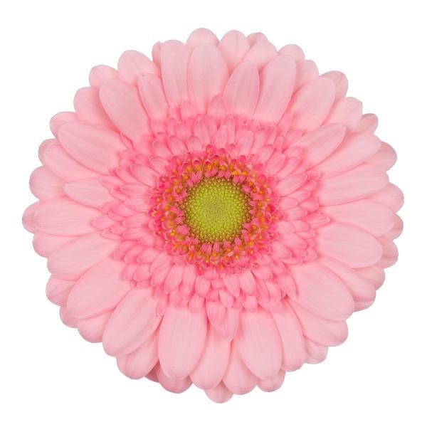 GERMINI FUNNY (BUNCHED)