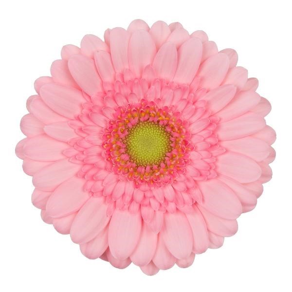 GERMINI FUNNY (SECURE BOXED)