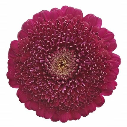 GERMINI GERPONI DANEE (SECURE BOXED)