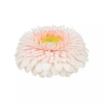 GERMINI GERPONI SWEETNESS (SECURE BOXED)