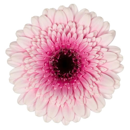 GERMINI HERRERA (SECURE BOXED)