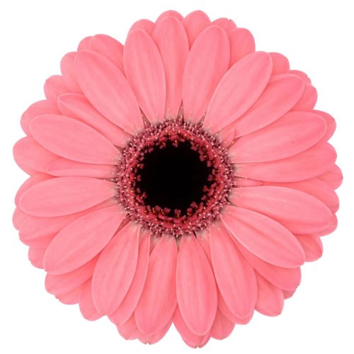 GERMINI JOLIE (SECURE BOXED)