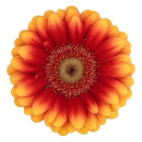 GERMINI JUANITA (SECURE BOXED)