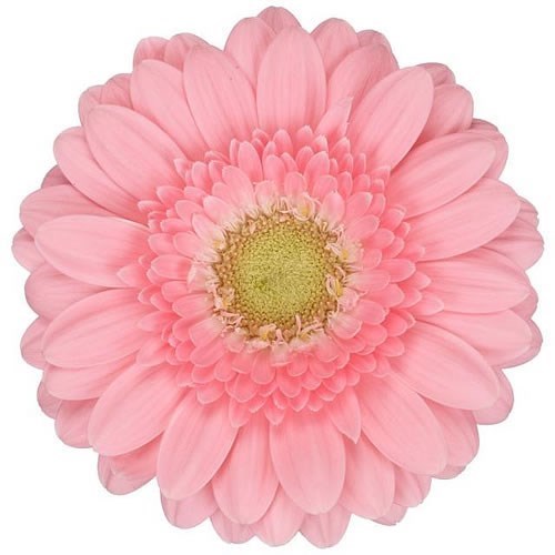 GERMINI JUNA (SECURE BOXED)