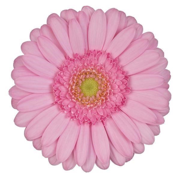 GERMINI KIMSEY (BUNCHED)
