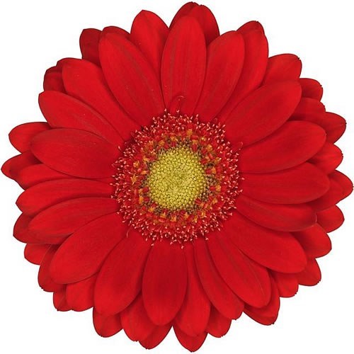 GERMINI LIPSTICK (GROWER PACK)