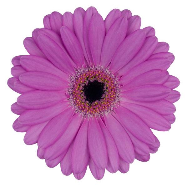 GERMINI LOIS (SECURE BOXED)