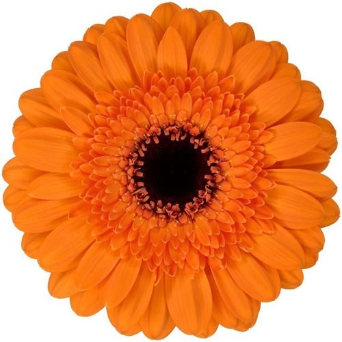 GERMINI MADISON (GROWER PACK)
