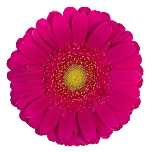 GERMINI MEGARA (SECURE BOXED)