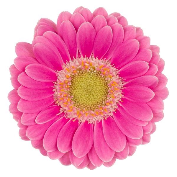 GERMINI NANO MICRO ROSA