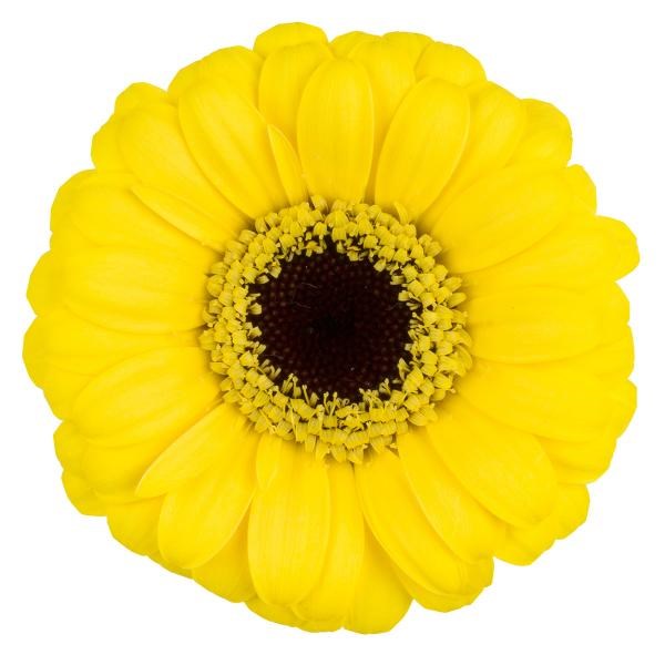 GERMINI NANO MICRO SMILE
