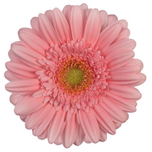 GERMINI MOHANA (SECURE BOXED)