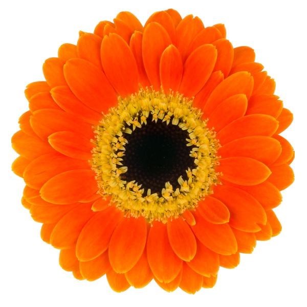 GERMINI NANO MICRO POWER
