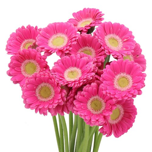 GERMINI NANO MICRO ROSA