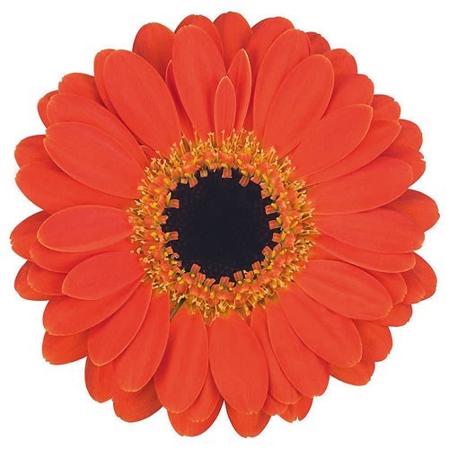GERMINI NANO PICCOLINI PALMARIA