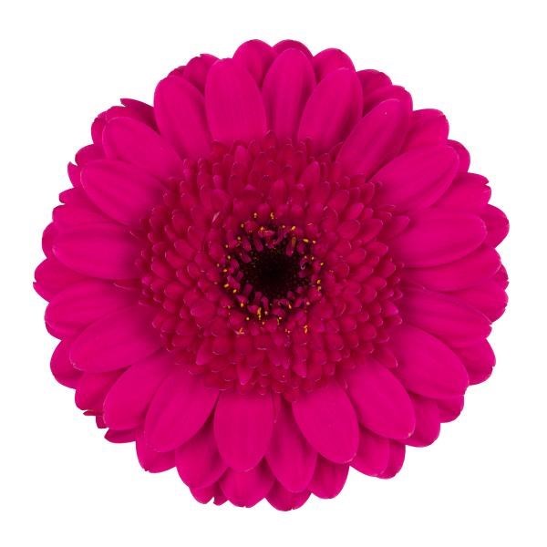 GERMINI NOI (BUNCHED)