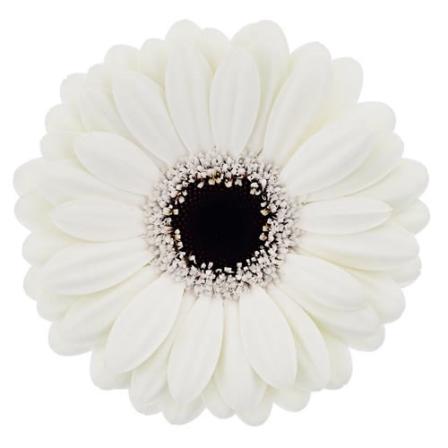 GERMINI OLAF (SECURE BOXED)