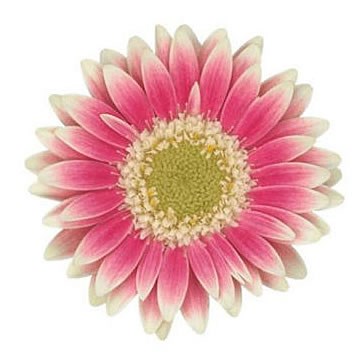 GERMINI PICCOLINI LINOSA (SECURE BOXED)