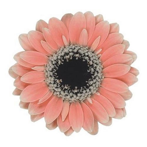 GERMINI PICCOLINI MOLARA (SECURE BOXED)