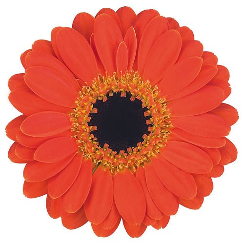 GERMINI PICCOLINI PALMARIA (SECURE BOXED)