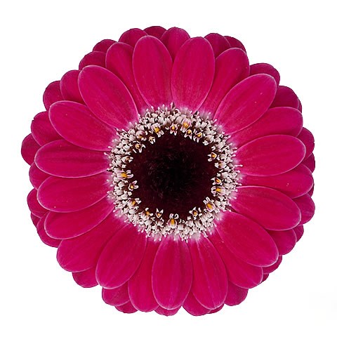 GERMINI PICCOLINI VITA (SECURE BOXED)