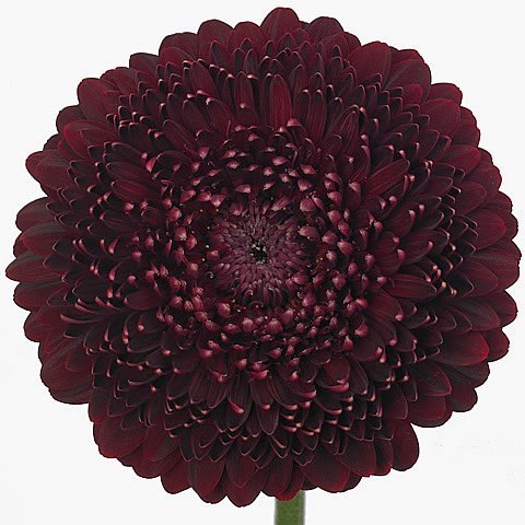 GERMINI POMPONI BLACK PEARL (SECURE BOXED)