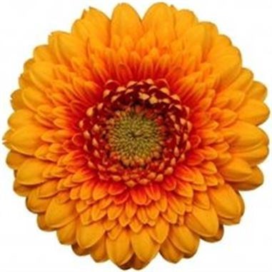 GERMINI POMPONI BONITA (BUNCHED)
