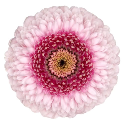 GERMINI POMPONI CAMILLA (SECURE BOXED)