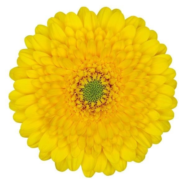 GERMINI POMPONI FANTASTIC (BUNCHED)