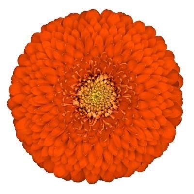 GERMINI POMPONI FOZZIE (SECURE BOXED)