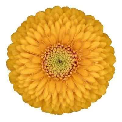 GERMINI POMPONI HONEYDEW (SECURE BOXED)