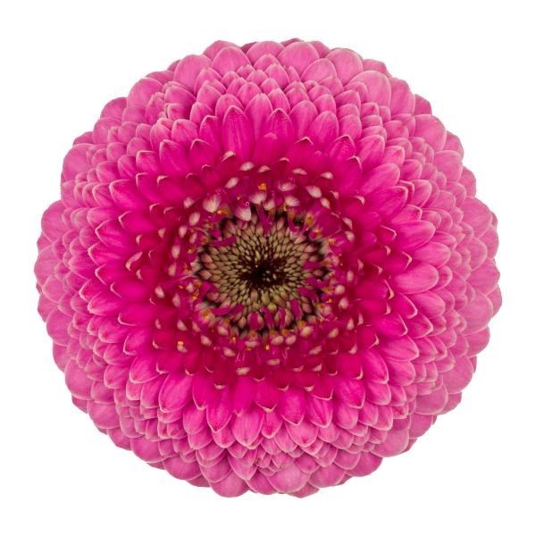 GERMINI POMPONI JANOU (BUNCHED)