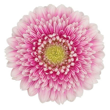 GERMINI POMPONI NOEK (SECURE BOXED)