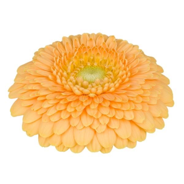 GERMINI POMPONI PEACHY (BUNCHED)