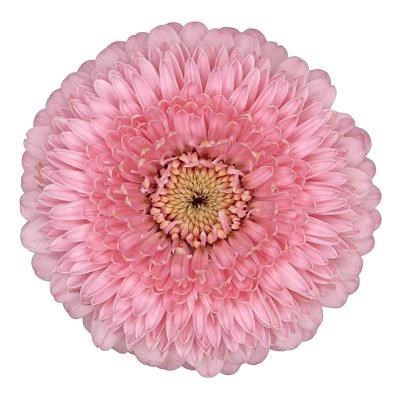 GERMINI POMPONI PIGGY (SECURE BOXED)