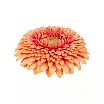 GERMINI POMPONI ZENNA M (SECURE BOXED)