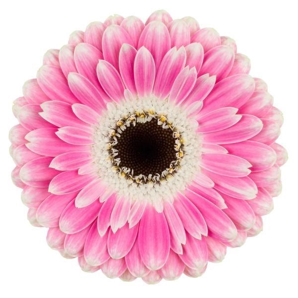 GERMINI PUCK (SECURE BOXED)