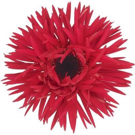 GERMINI PUNKI ARTHUR (SECURE BOXED)