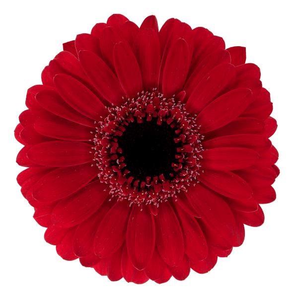 GERMINI RED STAR (SECURE BOXED)