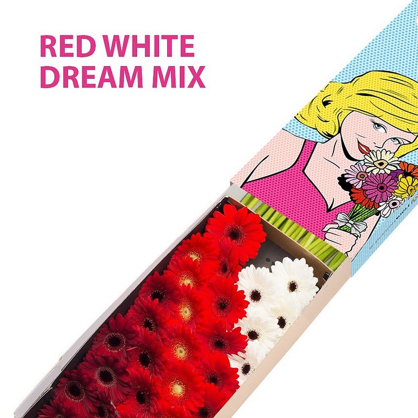 GERMINI RED WHITE DREAM MIX (SECURE BOXED)