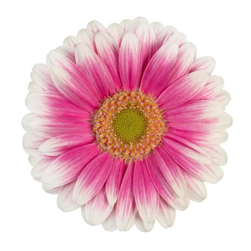 GERMINI SID (SECURE BOXED)