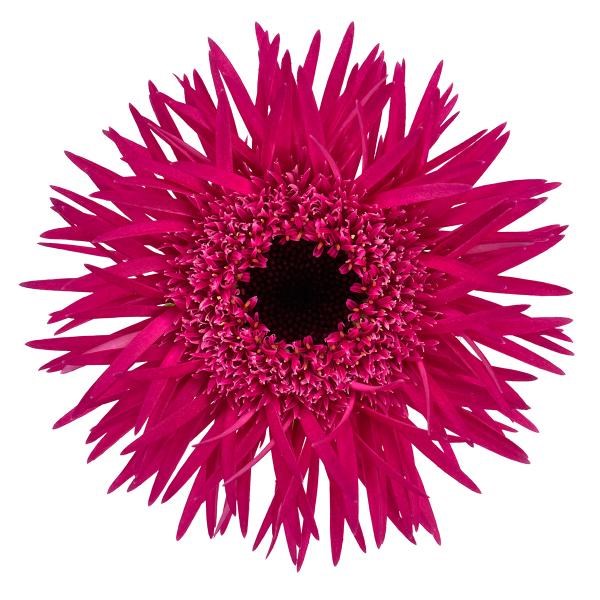 GERMINI SPARKLER (SECURE BOXED)