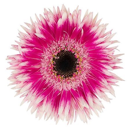GERMINI SPIDER CYTA (BUNCHED)
