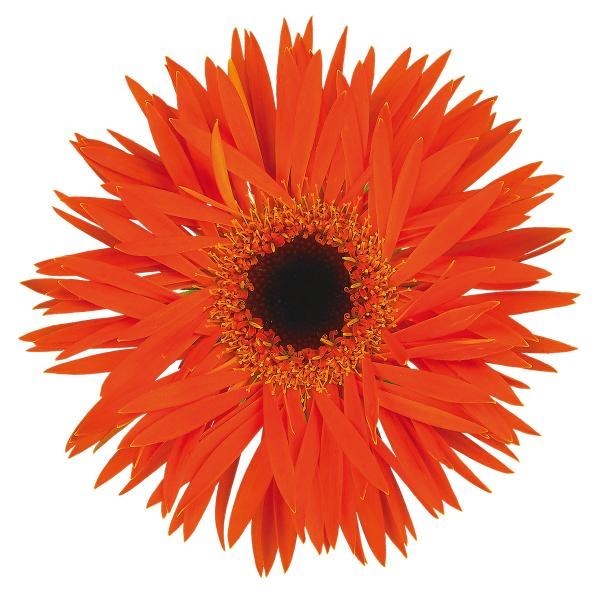 GERMINI SPIDER FIRECRACKER (BUNCHED)