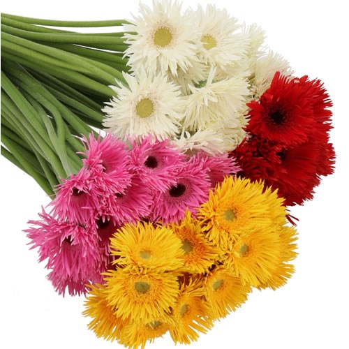 GERMINI SPIDER MIX (BUNCHED)