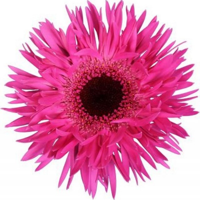GERMINI SPIDER PUNKI IRMA (SECURE BOXED)