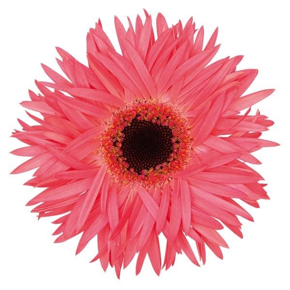 GERMINI SPIDER SPECTACLE (BUNCHED)