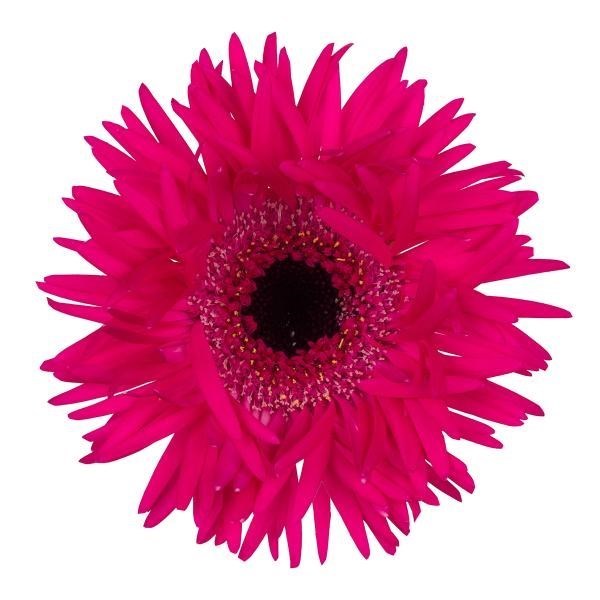 GERMINI SPIDER SPINNER (BUNCHED)