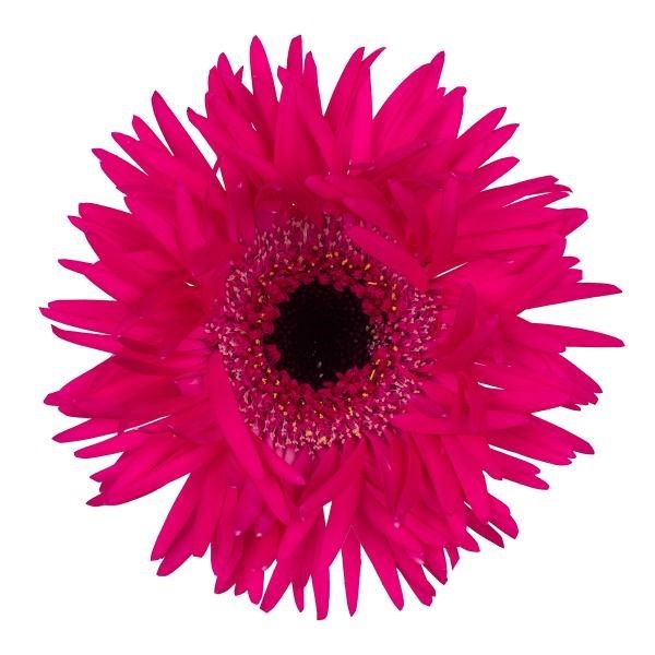 GERMINI SPIDER SPINNER (BUNCHED)