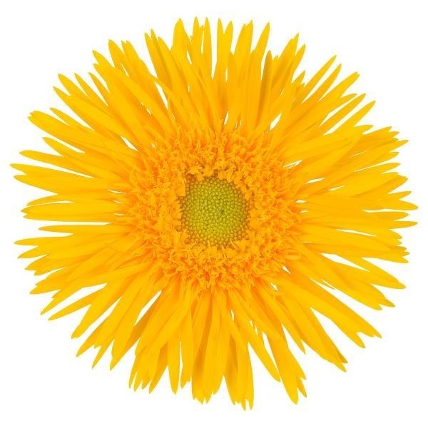 GERMINI SPIDER STRYKER (BUNCHED)
